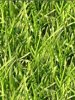 Рис. 62. Внешний вид изображения после заливки нового слоя