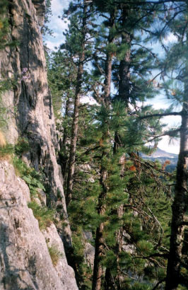 Рис. 37. Исходное изображение