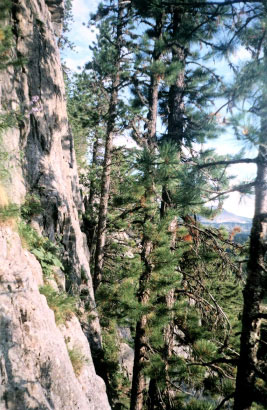 Рис. 39. Внешний вид изображения после автоматической корректировки контраста