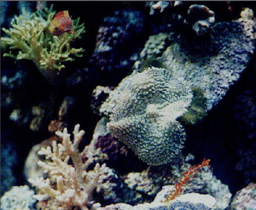 Рис. 68. Исходное изображение