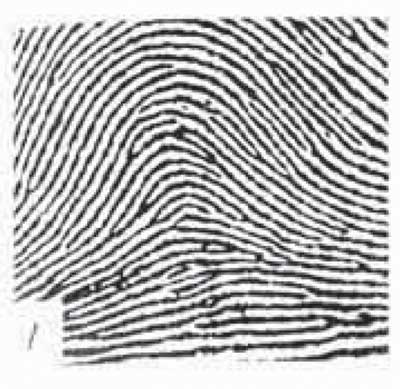 Пример простого дугового папиллярного узора