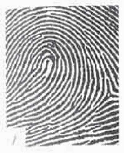 Пример простого петлевого папиллярного узора