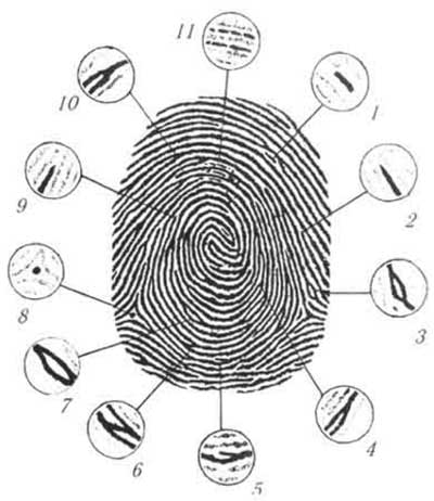 Детали папиллярного узора второго уровня