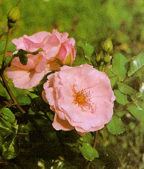 Исходное изображение