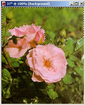 Выделенная область изображения