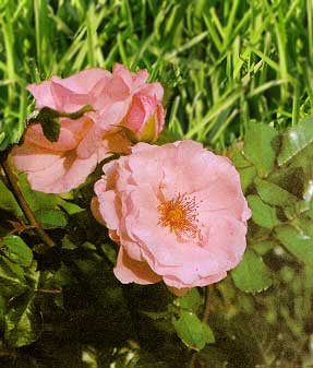 Внешний вид изображения после изменения фона