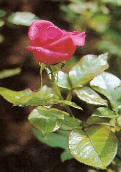 Рис. 48. Исходное изображение