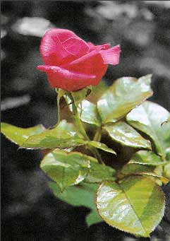 Рис. 50. Внешний вид полученного комбинированного черно-бело-цветного изображения