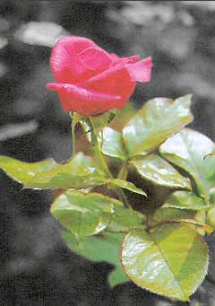 Рис. 52. Окончательный внешний вид комбинированного изображения