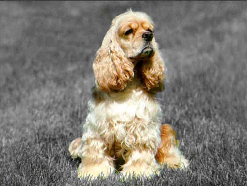 Рис. 54. Внешний вид полученного комбинированного черно-бело-цветного изображения