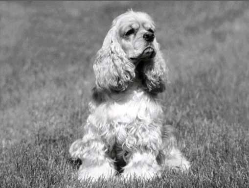 Рис. 55. Черно-белое изображение