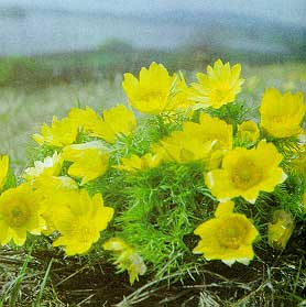 Рис. 58. Исходная фотография. Рис. 59. Исходная фотография. Рис. 60. Исходная фотография