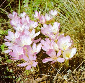 Рис. 59. Исходная фотография.