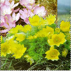 Рис. 67. Внешний вид изображения после корректировки маски слоя Raster 1