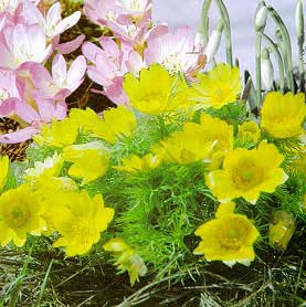 Рис. 69. Полученный фотоколлаж