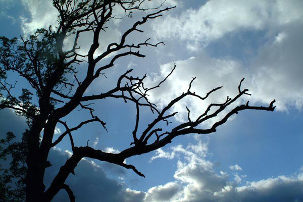 Рис. 48. Исходная фотография