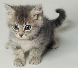 Рис. 51. Исходная фотография