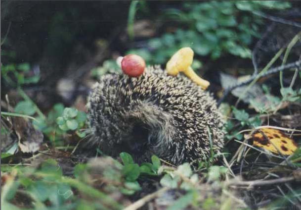 Рис. 94. Исходное изображение