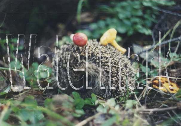 Рис. 95. Результат наложения водяного знака на исходное изображение