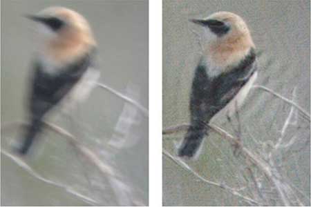 Пример восстановления смазанного снимка птицы